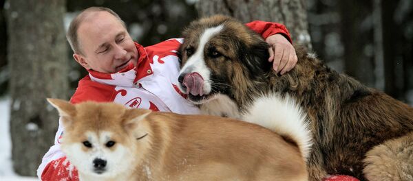 「プーチン大統領のように」秋田犬を欲しがるロシア人急増 「プーチン大統領のように」秋田犬を欲しがるロシア人急増 - Sputnik 日本