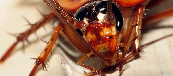ゴキブリ ゴキブリ - Sputnik 日本