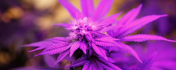 マリファナ - Sputnik 日本