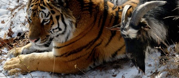 Уссурийский тигр по кличке Амур и козел по кличке Тимур в вольере Приморского сафари-парка Уссурийский тигр по кличке Амур и козел по кличке Тимур в вольере Приморского сафари-парка - Sputnik 日本