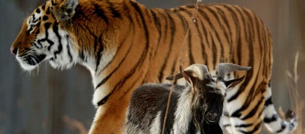 トラのアムール、我慢の限界：ヤギのチムール、びんたを食らう - Sputnik 日本