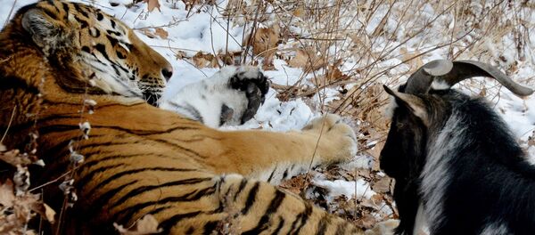 トラとヤギの友情を見に露米から観光客 トラとヤギの友情を見に露米から観光客 - Sputnik 日本