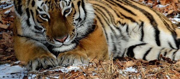 トラのアムール トラのアムール - Sputnik 日本