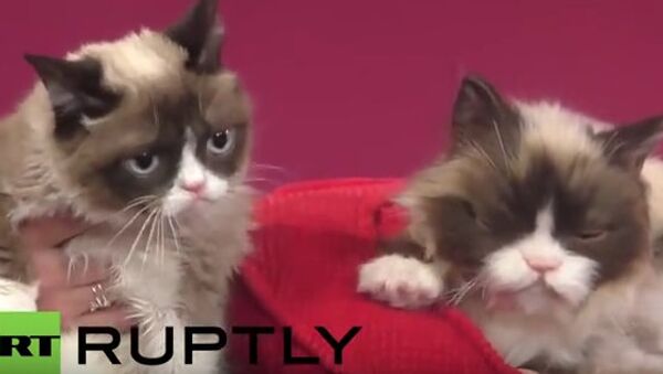 マダム・タッソー蝋人形館に大人気の「不機嫌な猫」が加わる - Sputnik 日本