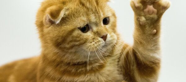 猫 - Sputnik 日本