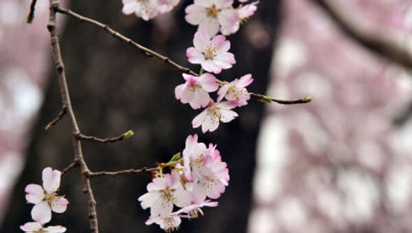 避難解除の桜並木に笑顔　７年ぶり花見イベント - Sputnik 日本