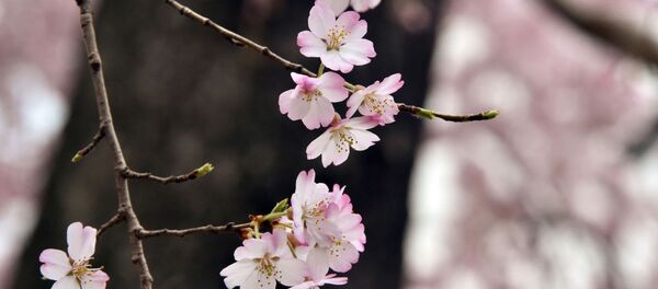 プーチン訪日を前に創価大で露外務省後援のもと日露関係史展 - Sputnik 日本