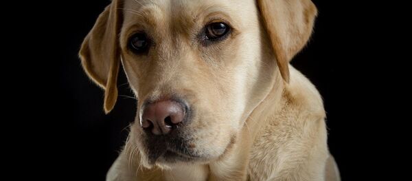 犬 - Sputnik 日本