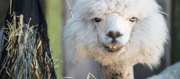 モスクワ動物園でアルパカの赤ちゃんが初めて生まれる モスクワ動物園でアルパカの赤ちゃんが初めて生まれる - Sputnik 日本