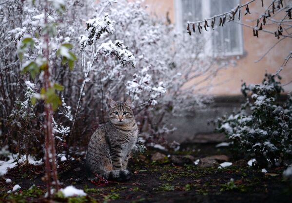 MIA「ロシア・セヴォードニャ」特派員が今年撮影した最良の動物写真 - Sputnik 日本