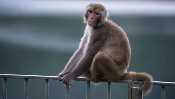 猿が人形の猿の死を心から悼んだ【動画】 - Sputnik 日本
