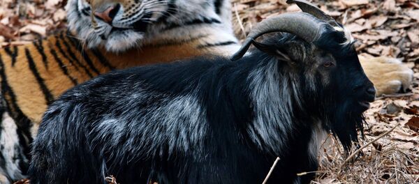ヤギのチムール、トラのアムール ヤギのチムール、トラのアムール - Sputnik 日本