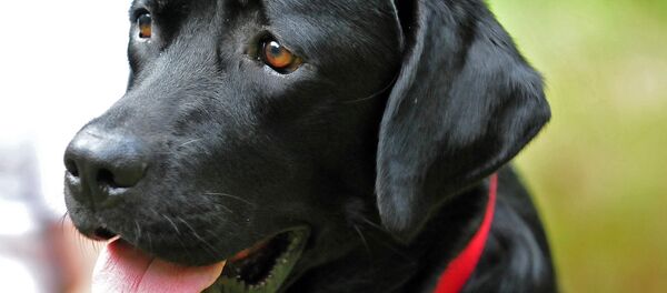 ラブラドル犬 ラブラドル犬 - Sputnik 日本