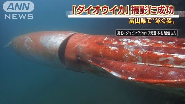 日本　富山湾に巨大イカ出現　ビデオに撮られる - Sputnik 日本
