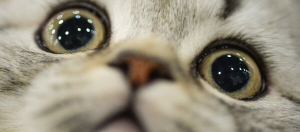 子ネコ 子ネコ - Sputnik 日本