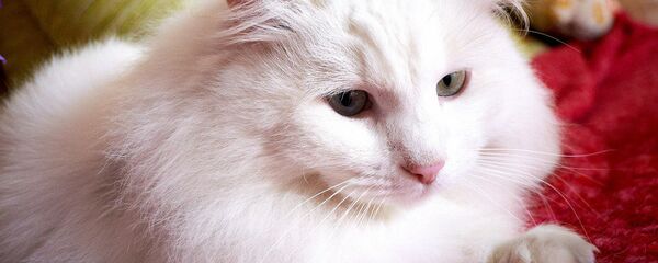 白猫 白猫 - Sputnik 日本