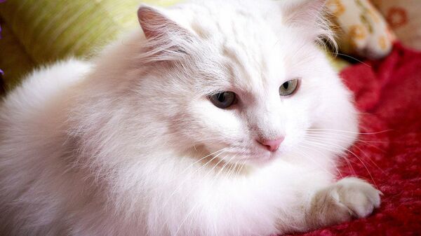 白猫 - Sputnik 日本