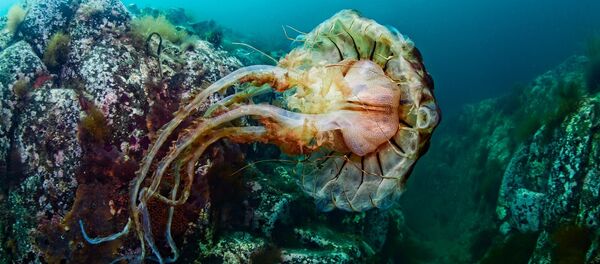 2 2 - Sputnik 日本