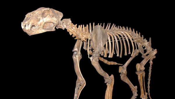 デンマークの動物園　再びライオンの公開解剖を行う - Sputnik 日本