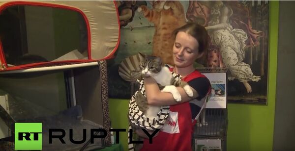 ペテルブルクで「エルミタージュ猫」の分配実施 ペテルブルクで「エルミタージュ猫」の分配実施 - Sputnik 日本