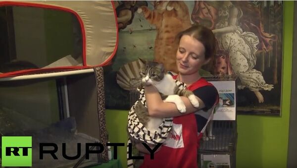 ペテルブルクで「エルミタージュ猫」の分配実施 - Sputnik 日本