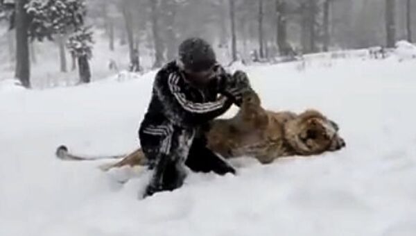 雪の中で遊ぶ人間とライオン - Sputnik 日本