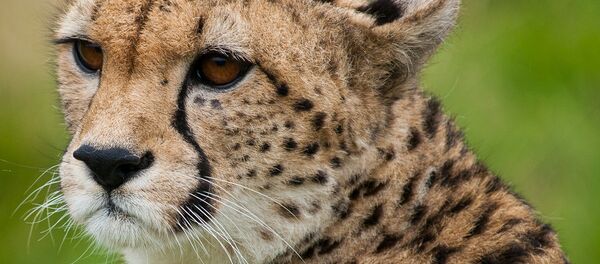 チーター - Sputnik 日本