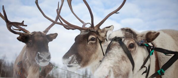 トナカイ - Sputnik 日本