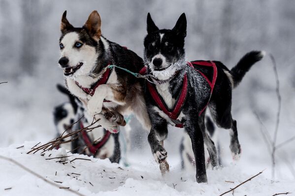 「大地のサンポ」：カレリア共和国で犬ぞりレースが開かれる - Sputnik 日本