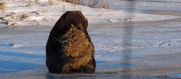 灰色熊のヒューゴ 灰色熊のヒューゴ - Sputnik 日本