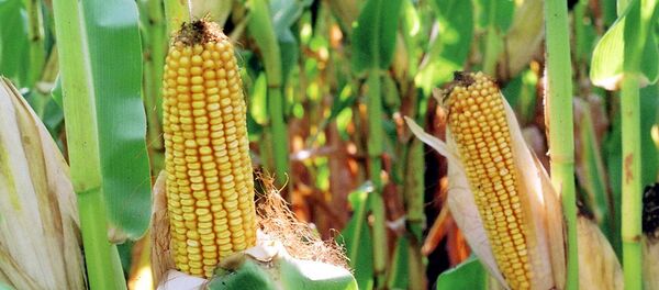 トウモロコシ トウモロコシ - Sputnik 日本