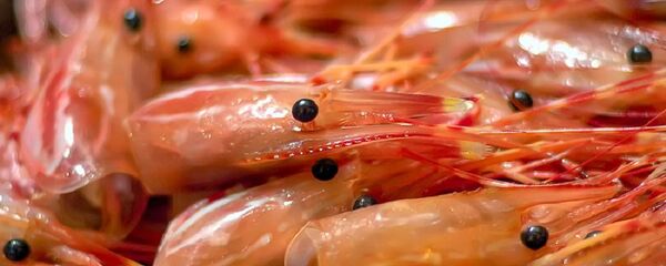 海老 海老 - Sputnik 日本