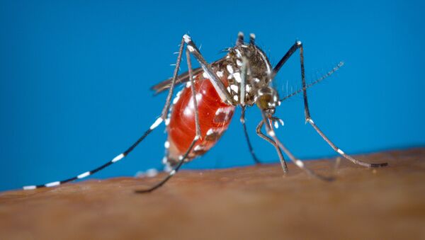 ＩＡＥＡ　ジカ熱対策のため放射線照射による蚊の不妊化を提案 - Sputnik 日本