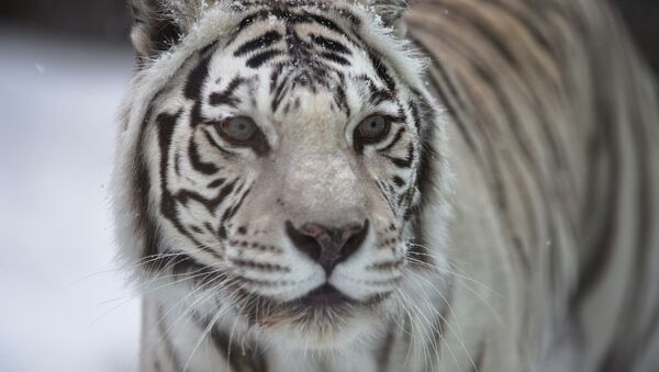 Белый бенгальский тигр в Московском зоопарке - Sputnik 日本