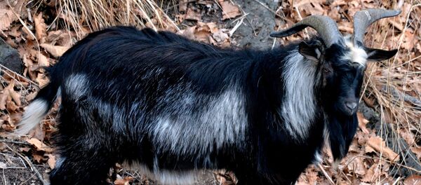 ヤギのチムール - Sputnik 日本