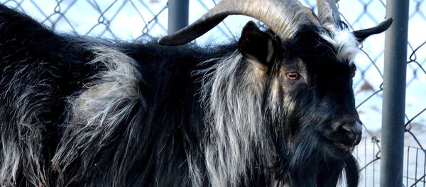 トラのアムールと喧嘩した傷が原因で入院していたヤギのチムール退院! トラのアムールと喧嘩した傷が原因で入院していたヤギのチムール退院! - Sputnik 日本