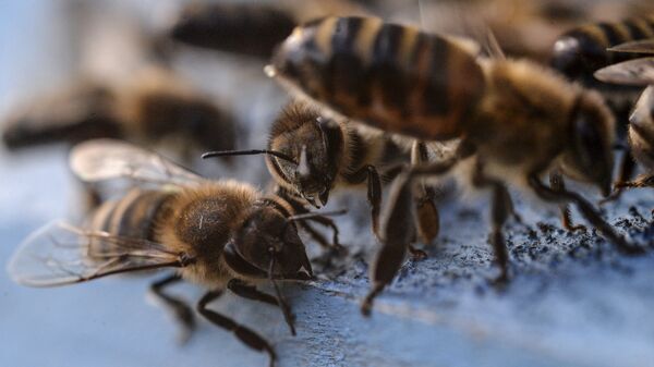 露から輸入のミツバチ、米で大量に殺される - Sputnik 日本