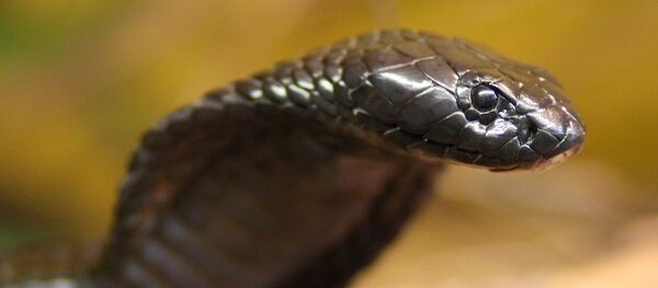 インドネシア、女性歌手がステージで蛇に噛まれ死亡 - Sputnik 日本