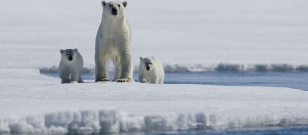 地球温暖化で北極の住民の97%が死滅する 地球温暖化で北極の住民の97%が死滅する - Sputnik 日本