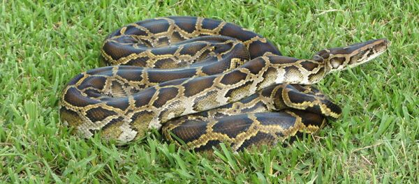 ニシキヘビ - Sputnik 日本