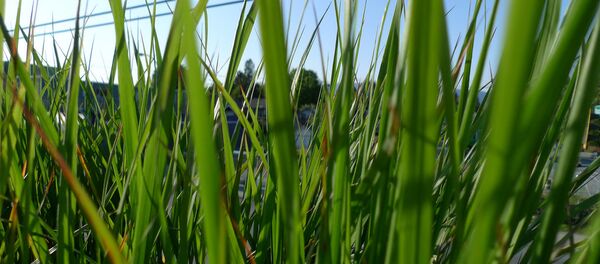 豪州の学者ら 砂漠のトゲトゲ草からスーパーコンドームを開発 豪州の学者ら 砂漠のトゲトゲ草からスーパーコンドームを開発 - Sputnik 日本