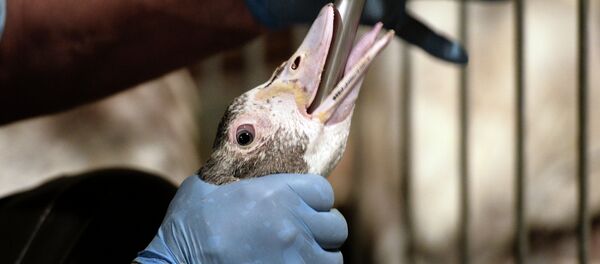 家鴨に無理矢理エサを食べさせる 家鴨に無理矢理エサを食べさせる - Sputnik 日本