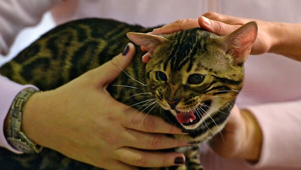 シェレメチェヴォ空港の高級ブテックに猫が侵入　数十万ルーブルの被害 - Sputnik 日本