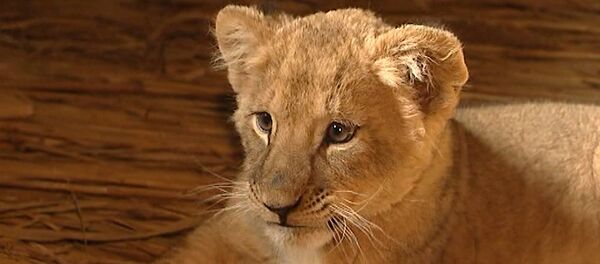 子羊の中のライオンの赤ちゃん：生後6ヶ月のライオン「マーシャ」が子羊たちと仲良くなる - Sputnik 日本