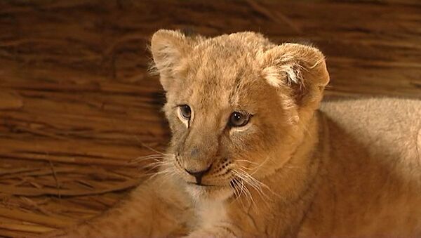 子羊の中のライオンの赤ちゃん：生後6ヶ月のライオン「マーシャ」が子羊たちと仲良くなる - Sputnik 日本