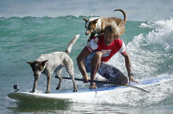 オーストラリアのサーファー兼犬のトレーナー、クリス・デ・アボイティズ、犬と波乗り - Sputnik 日本