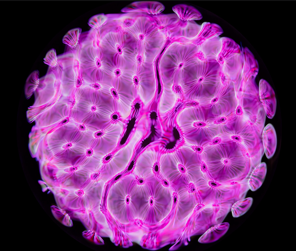 水中の音の動き - Sputnik 日本