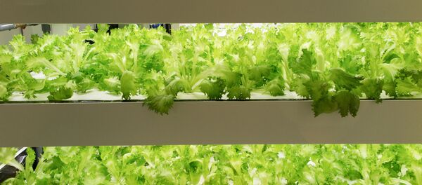 農業は楽しい３Ｋ，福島発の安全な作物栽培法を日本の教授が考案 - Sputnik 日本