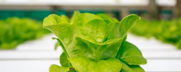 菜食主義はガンにつながる？ - Sputnik 日本