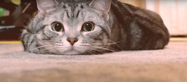 ニャーニャー!僕たちはここいるよ! ニャーニャー!僕たちはここいるよ! - Sputnik 日本